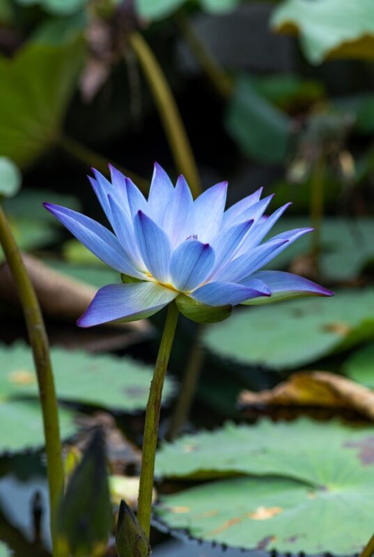 Blue Lotus for Anxiety and Sleep